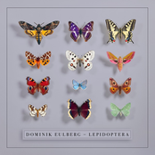 Lepidoptera