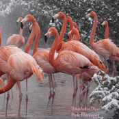 Pink Flamingos