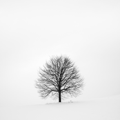 oak