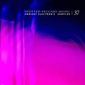 Spotted Peccary Music: Ambient electronic sampler 37