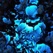 Rare Seed: Blue Basin