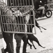 Dogs Bollocks - Single