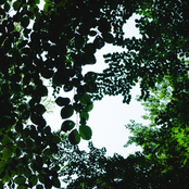 𝄞 ₊˚ ‧♫⊹ ˚₊•.ピアノの森 𝒫𝒾𝒶𝓃𝑜 𝐹𝑜𝓇𝑒𝓈𝓉 ♪ 𝄞⨾ . ݁₊ ⊹