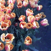 À votre santé, vous allez nous manquer, Farewell Cher