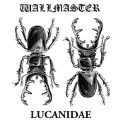 Wallmaster / Lucanidae