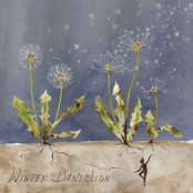 Winter Dandelion