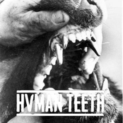 Hvman Teeth