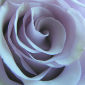 Distorted Nature Ambient Archive