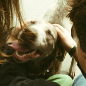 Bleacher Babe: Canine