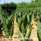 Garbage Noise Violation Tobacco Session
