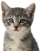 german Cars vs American Homes!!!