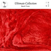 Ultimate_Collection ''beech trees''