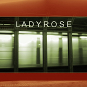 ladyrose