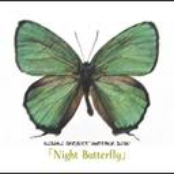 Night Butterfly