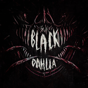 Black Dahlia
