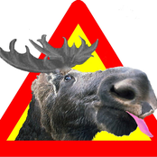 New Single- Breit wie ein Elch!!