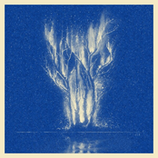 ¿Dónde Están Los Árboles?