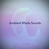 Humpback Sounds - Relaxing Whales
