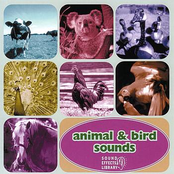 Animal & Bird Sounds Album Picture