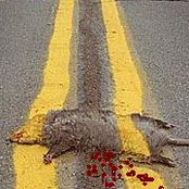 Roadkill Expressway