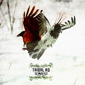 Recoil by Tribal A.d.