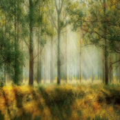 Passing Through 12 Similar but Different Dreams