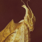 i killed everything i ever tried to protect