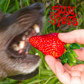Dog is Calling