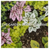 Background Character: The Garden of Gethsemane