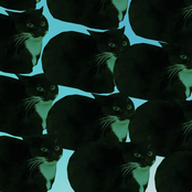 Maxwell the Cat (Phonk Version)