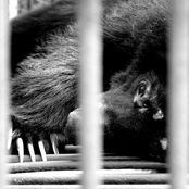 Bear Bear Bear, Open the Door Door Door