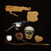 Magpie Billy & The Egg that Yolked (A Study of the Northern Ape in Love)