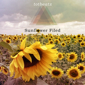 Sunflower Field Single