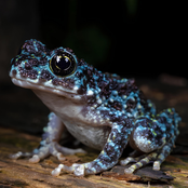 What If We Kissed And We Were Both Frogs