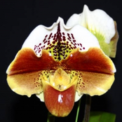 35 Aos de Amor Disco 2