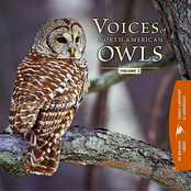 Voices Of North American Owls [Part 2]