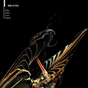 birds fallen from heaven