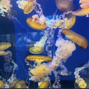 Jellyfish