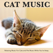 Cat Music: Relaxing Music For Cats and Pet Music While You’re Away