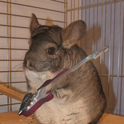 the chinchillas