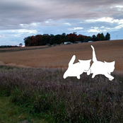 leachate & halide aches