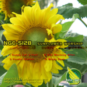Sunflower Worship EP