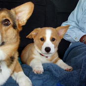 Satan is Fucking Awesome