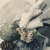 Garden & Cosmos, Uton / Sunhiilow split