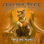 Shelter Dogs: Take Me Home