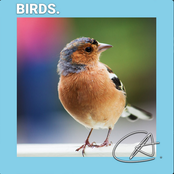 Relaxing Bird Sounds