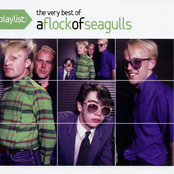 the best of a flock of seagulls