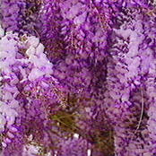 Wisteria