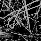 A Path Tread Lightly