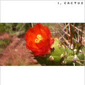 Chartreuse Cactus by I, Cactus